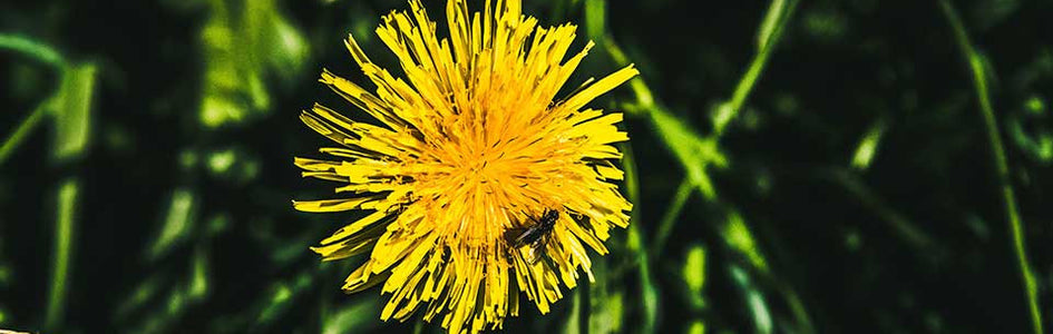 Superfood Spotlight: Dandelions