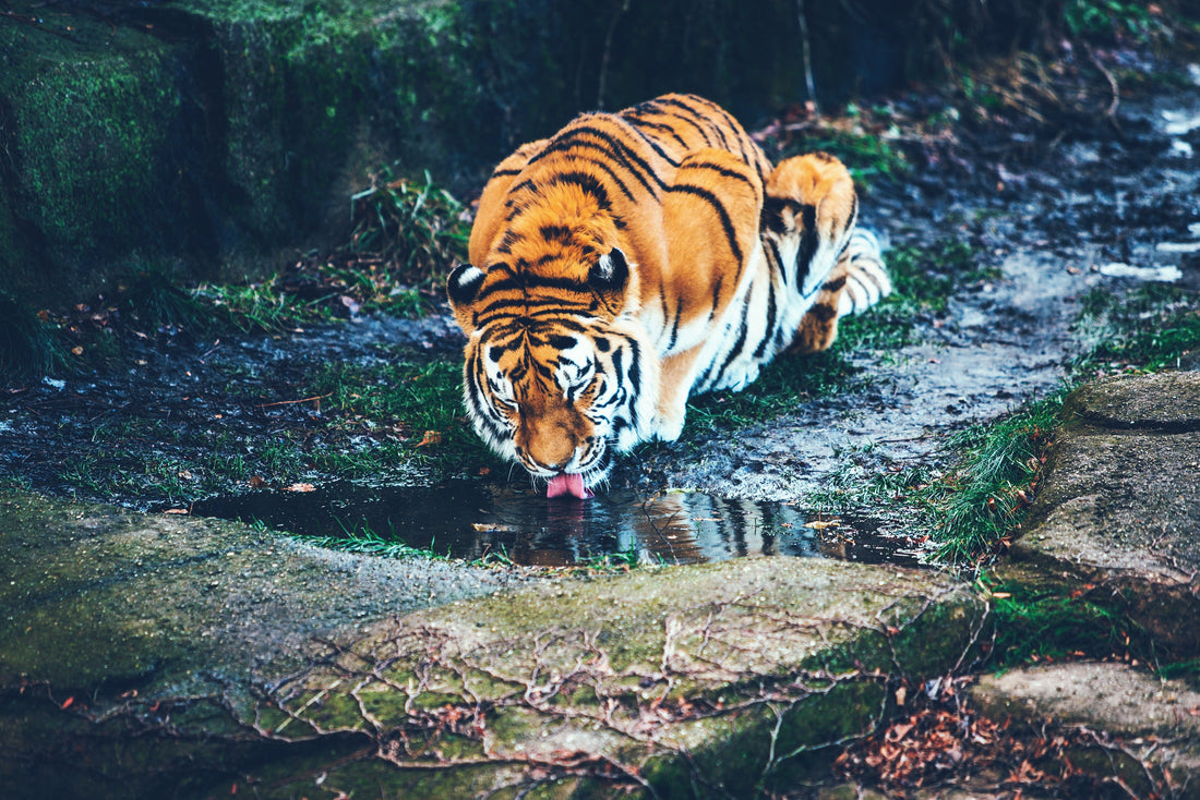 Tiger drinking water from a pond