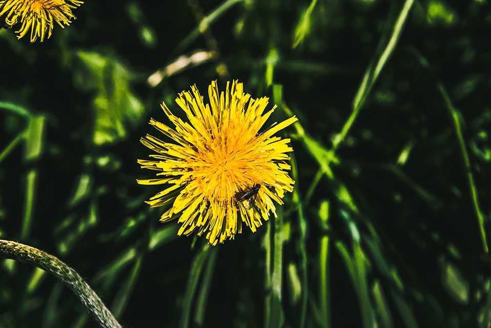 superfood yellow dandelion on a green grass