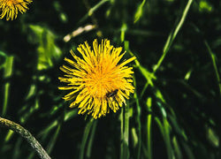 Superfood Spotlight: Dandelions